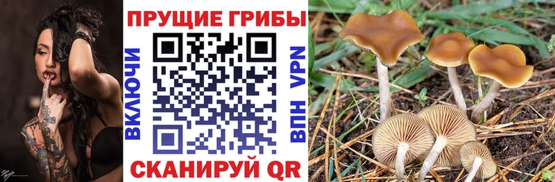 Галлюциногенные грибы Magic Shrooms  мега рабочий сайт  Ленинск 